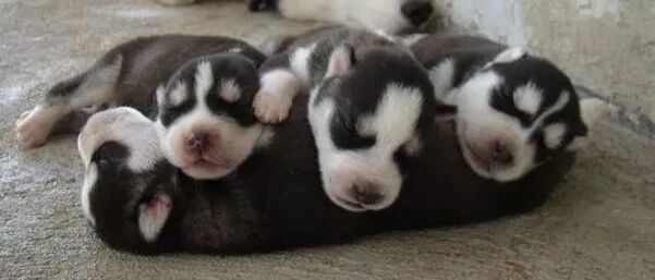 又来骗你养狗！史上最全汪星人亲子照，隔着屏幕都要萌化了！