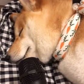 “看完这些狗打的呼噜，我整个人都不好了……”