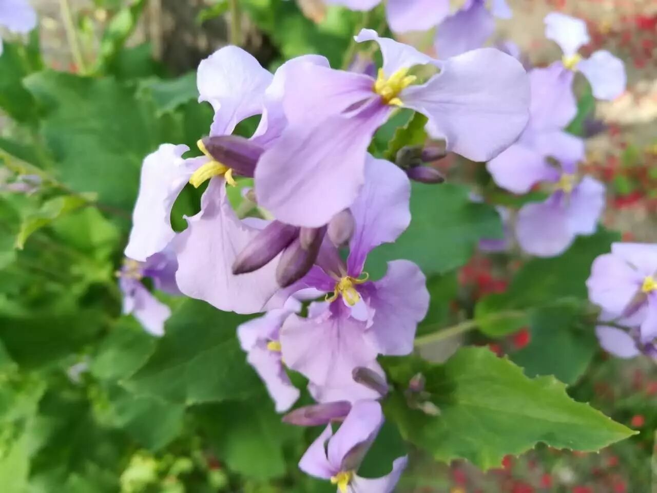 ������Ķ�����