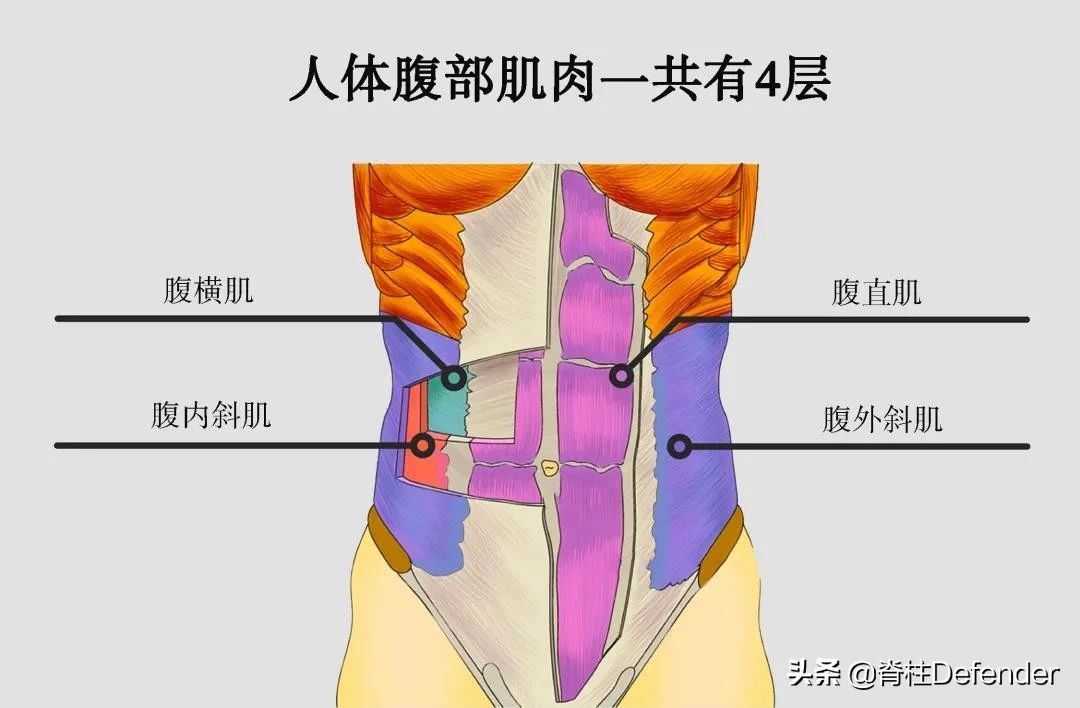 怎样锻炼腹直肌
