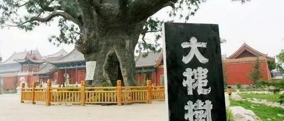 山西洪洞大槐树真相