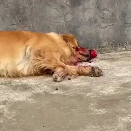 大金毛满脸鲜血躺路边喘息...可下一秒，网友集体爆笑：还我眼泪！