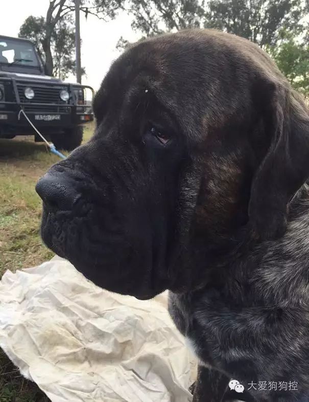 獒犬瘦成纸片，借助完就被当垃圾遗弃...救援人士