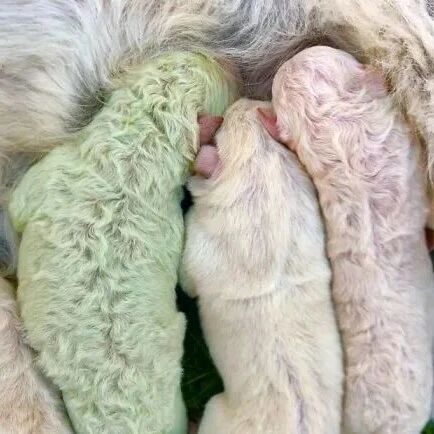 白色狗妈妈生了个绿色宝宝，铲屎官很惊喜：就叫开心果！