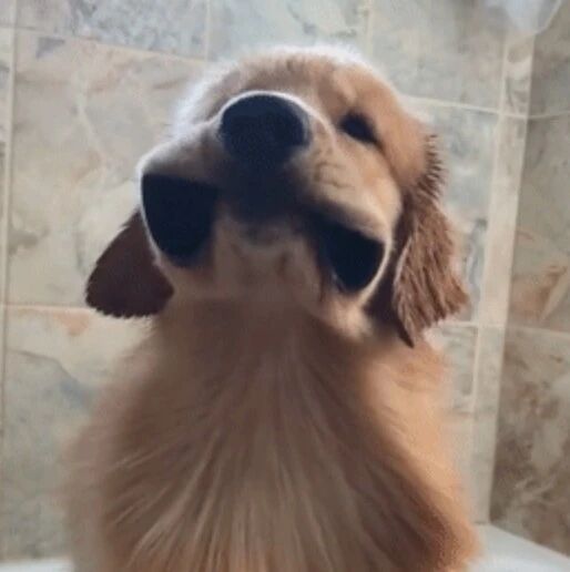 不养大金毛你绝不知道的事：这货的嘴皮子超好玩！