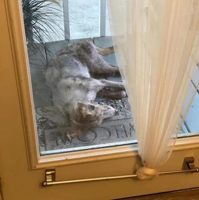 流浪小狗本来只想找个凉快的地方休息，结果竟意外改变命运！