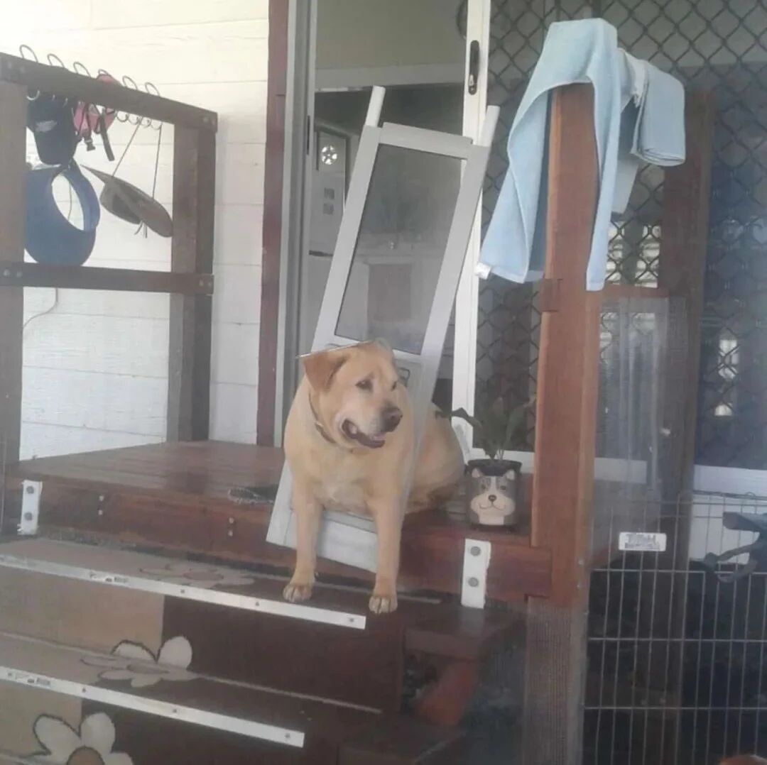 回家后看到这一幕，铲屎官才终于意识到，狗子该减肥了...