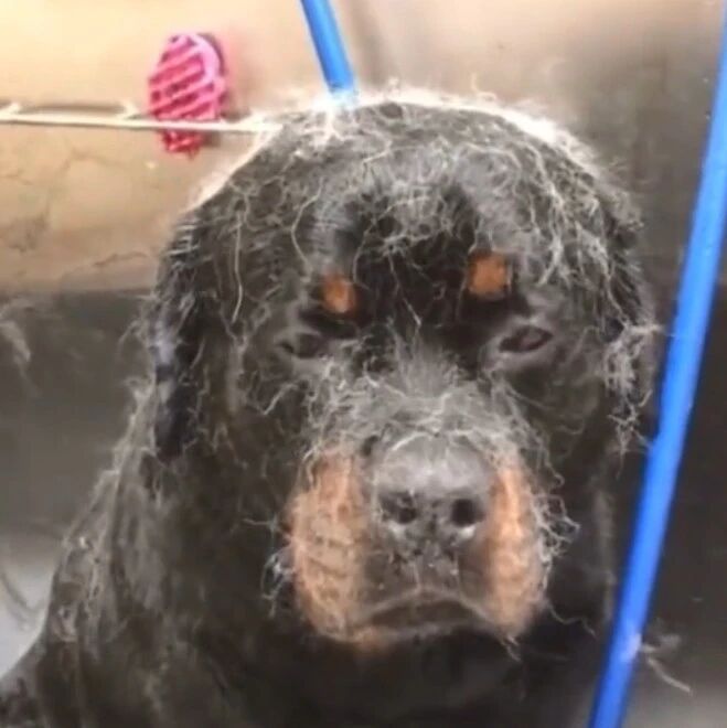 千万不要和二哈一起洗澡...当事汪罗威纳无比后悔！