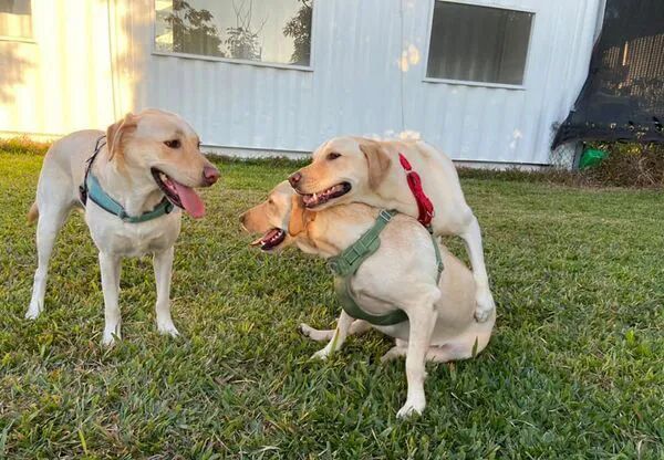 11只退役缉毒犬聚会，可这个场面...哈哈哈哈哈哈