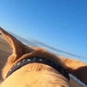 看完这个视频后，才发现自己原来晕狗...