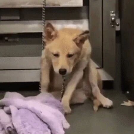 一出生就流浪没接触过人类的野狗，在被领养两周后...