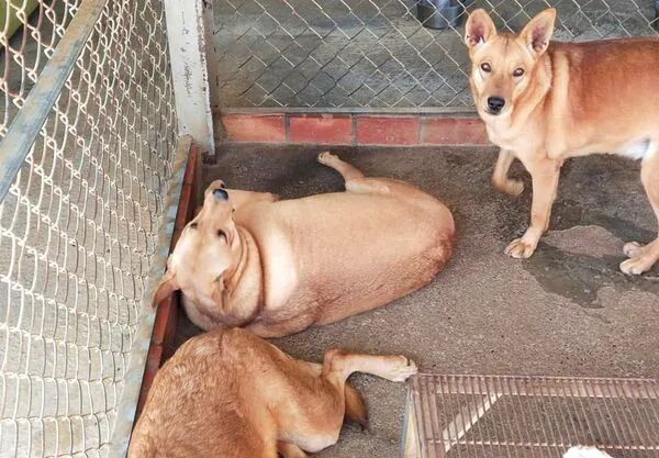 四胞胎从小饭量就一样，可就它独自长成了一个“猕猴桃”...