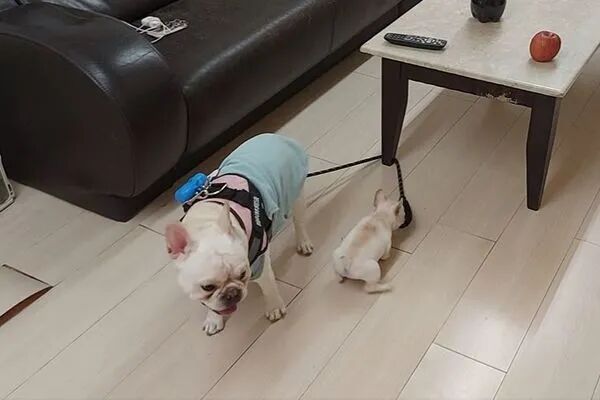 有了妹妹后，法斗变超级妹控，这个体型差超可爱！