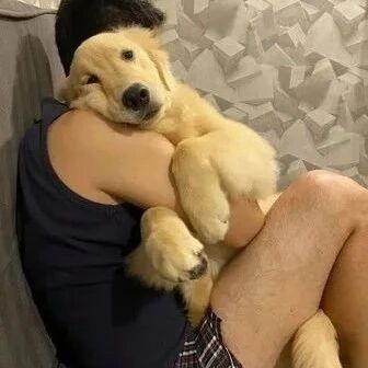 铲屎官晒自家小金毛，结果遭网友“质疑”：拿宜家小狗糊弄人？