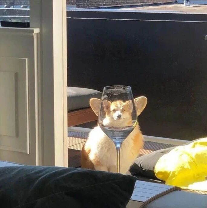 狗狗教你拍照显脸小的方法，真的超实用！