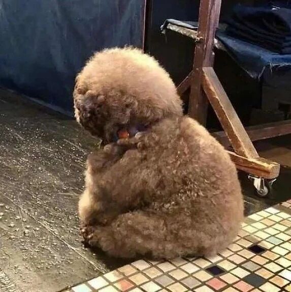 别人都在养狗，你为什么可以养球？