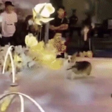 让柯基帮忙送婚戒，结果小家伙差点在红毯上迷路...