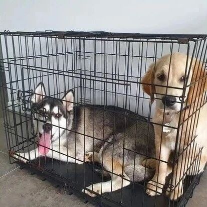 二哈和金毛打架同时被关禁闭，但俩汪的表情鲜明对比！