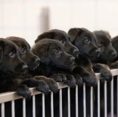 德牧妈和金毛爸一次生16只宝宝！小家伙们生来就自带使命...