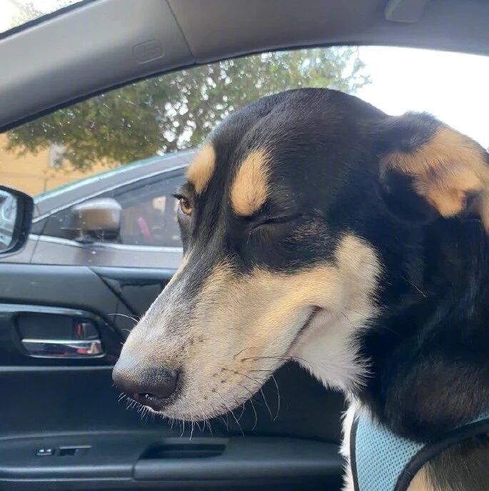 臭美狗子发现铲屎官在拍照，就摆了个邪魅的微笑...