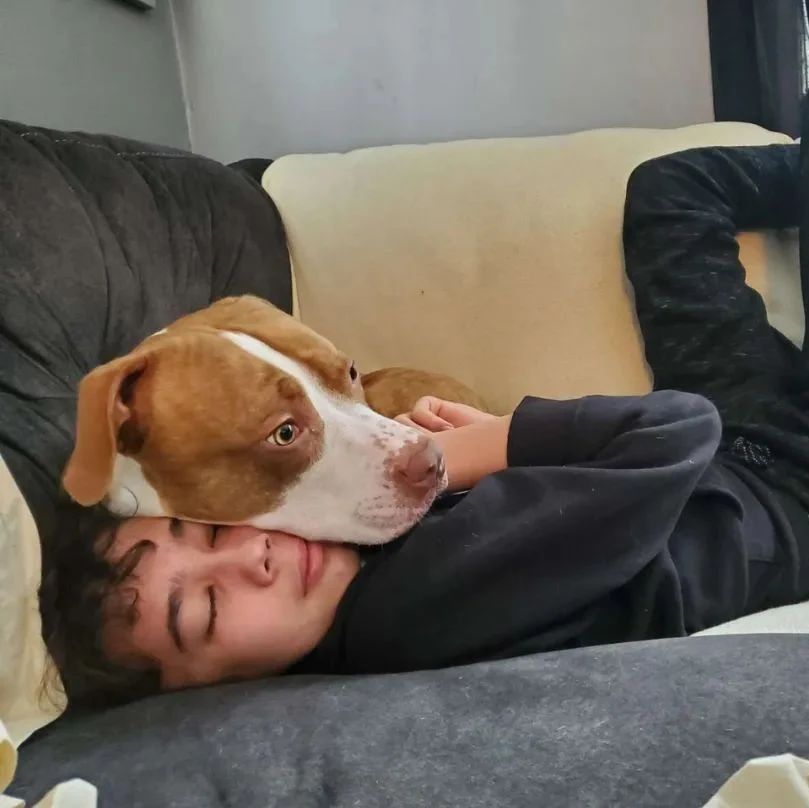 网友一年前救下的受虐狗狗，后来救了她儿子一命！
