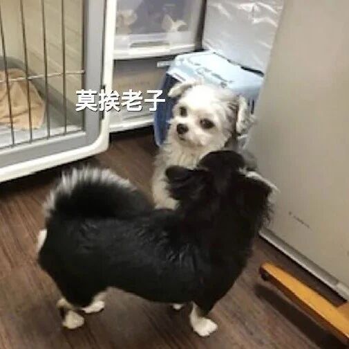 养了一只不喜欢狗的狗子，是什么体验？