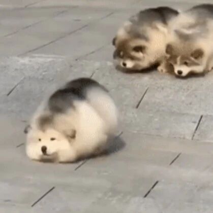 喜欢“小猪猪”的猛男必看！