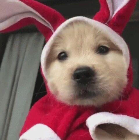 有养猫 还敢这样放加湿器 这就是下场 影视聚合站