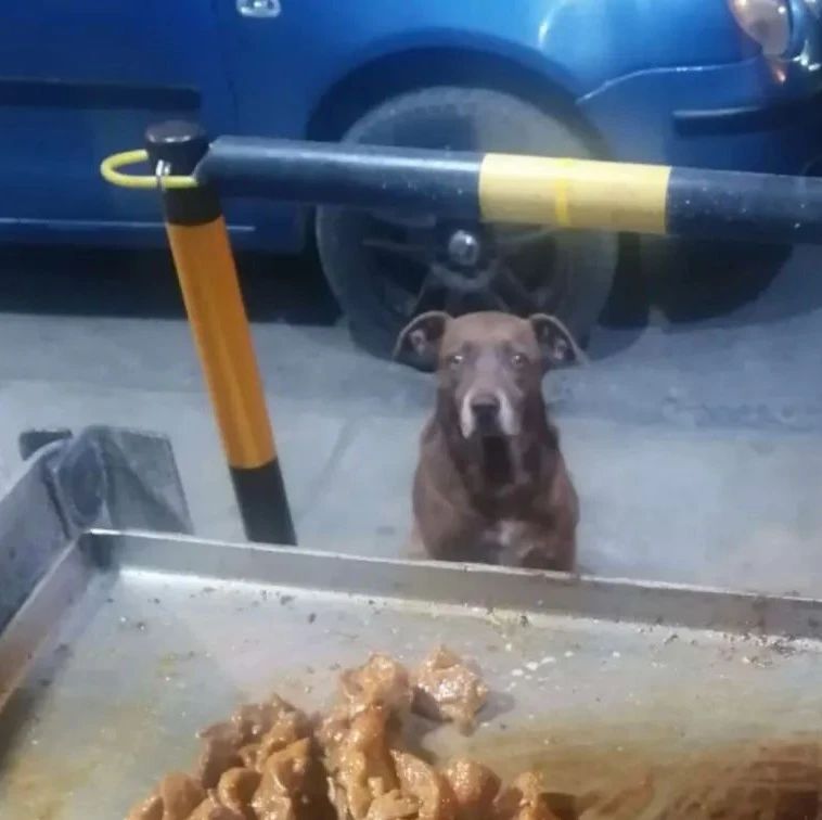 餐厅老板喂了流浪狗一顿饭，几天后竟被一群狗堵了...