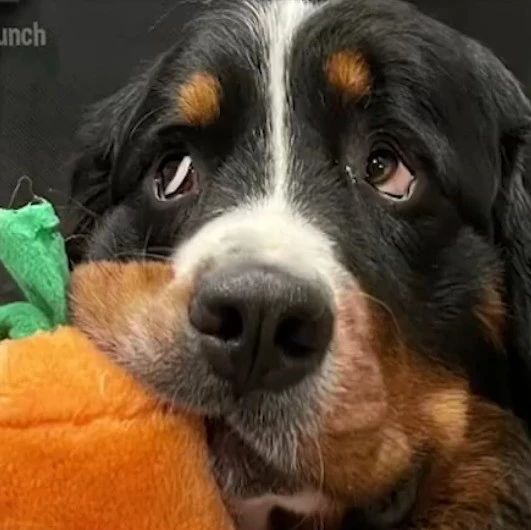 “伯恩山犬不能在野外生存的原因...”哈哈哈哈哈每一条都很真实！