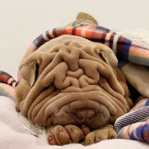 养了个沙皮狗，网友看晕了：你为啥养毛巾？