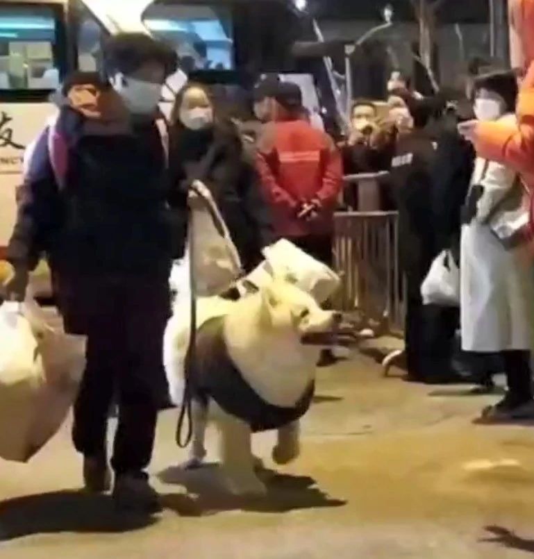 上海和主人一起隔离的狗狗回家啦！网友发现新亮点：狗是不是胖了？