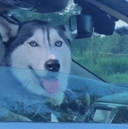 当二哈遇到另一只二哈时...这是个会让人变憨憨的画面！