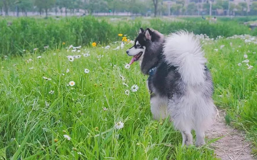 春节寒假5k 游日本 在京都邂逅治愈萌神 豆柴小犬 旅行 微资讯