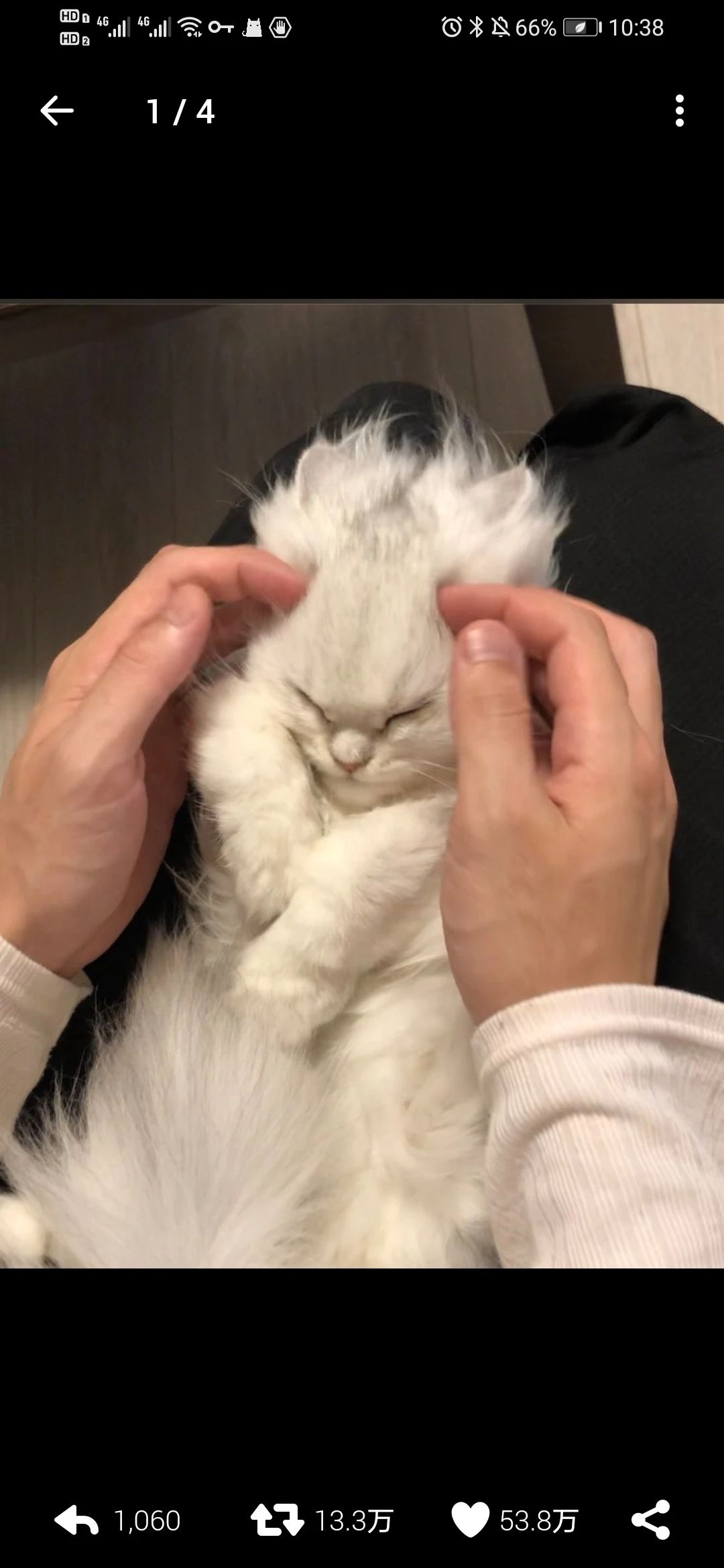 日本网友家猫一生气就变身