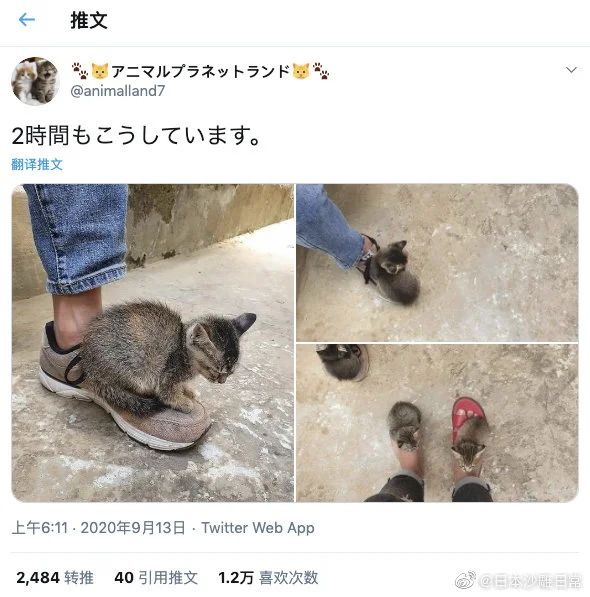 我已经筹备好鞋了，请问猫在哪儿捡啊？