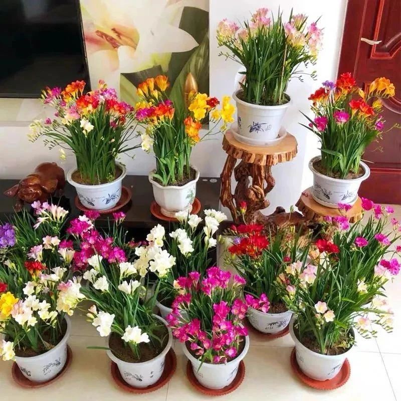 春天必入手的4种“香水花”，个个都是高颜值，家里养上几盆，清香典雅、好看又好养！