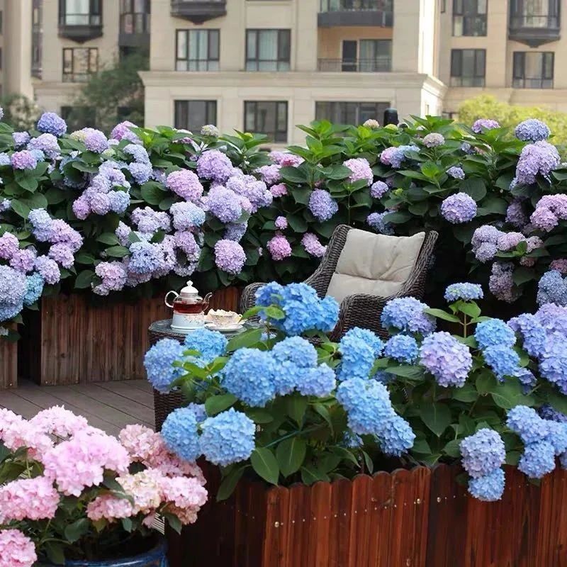 4月必入手的6种花，个个都是高颜值，家里养几盆，清新又养眼、好看又好养！