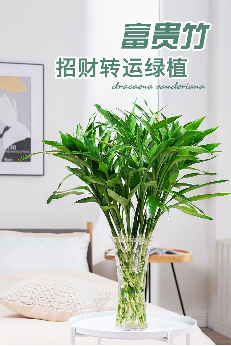 富贵竹、转运竹、观音竹-6park.com 富贵竹、转运竹、观音竹-6park.com