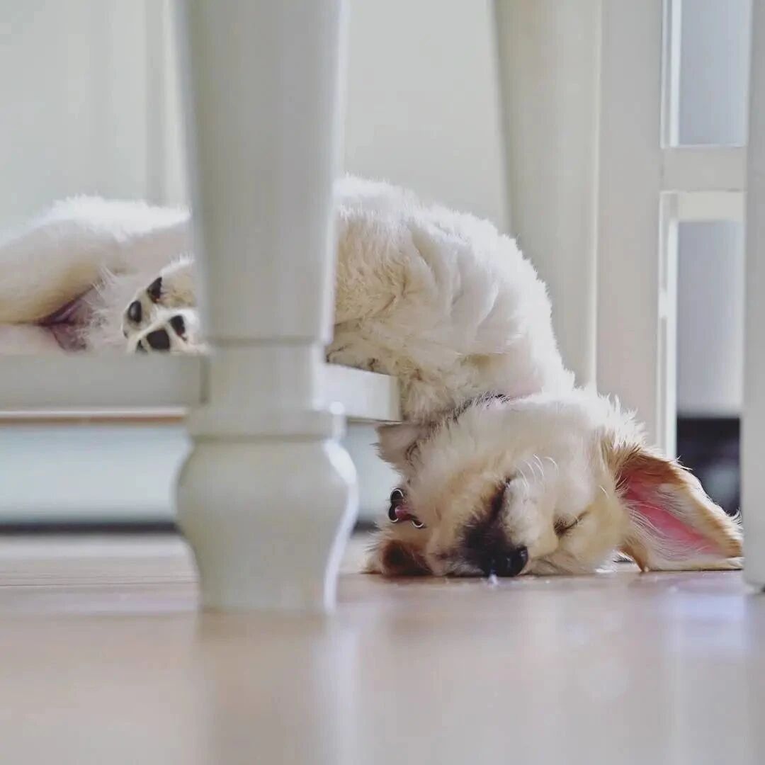 分享一波睡着的小奶狗，看过的人表示血槽已空！