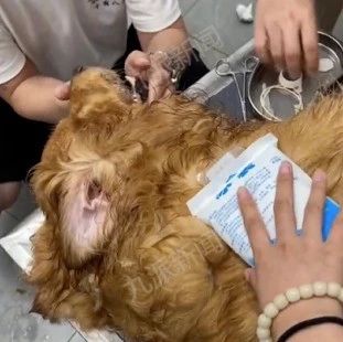金毛在烘干箱里中暑抢救无效死亡，宠物医院：拒绝调监控！