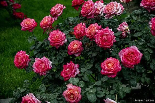 7种几乎无刺的月季品种，养护简单，不容易受伤！
