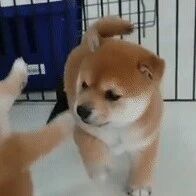 只是轻轻碰了一下，狗子立马就往后倒，这碰瓷技术也太厉害了！