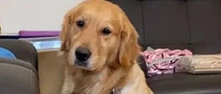 金毛看到陌生人翻窗闯进家里，它竟然还咬拖鞋去迎接，笑喷了！