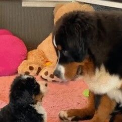 大狗见到新来的小狗，直接给了它一个摸头杀，心都被萌化了！