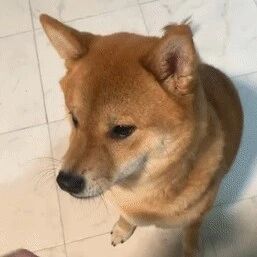 主人跟阿柴握完手又想击掌，没想到狗子的表情，瞬间让他笑喷！