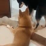 柴犬一直把屁股怼哥哥脸上，贱兮兮的样子，让人好担心它会被揍！