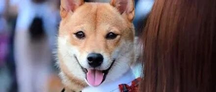 网友捡完狗便便包起来放车上，过会回来一看，居然被偷了！