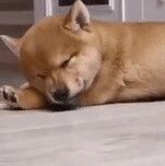 狗子睡觉的时候，只是想翻个身，但下一秒却悲剧了！