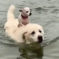 小狗不会游泳，大狗就驮着它下去游了一圈，居然没有掉下来！